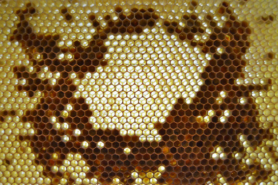 %_tempFileNameHonig_und_Pollen%